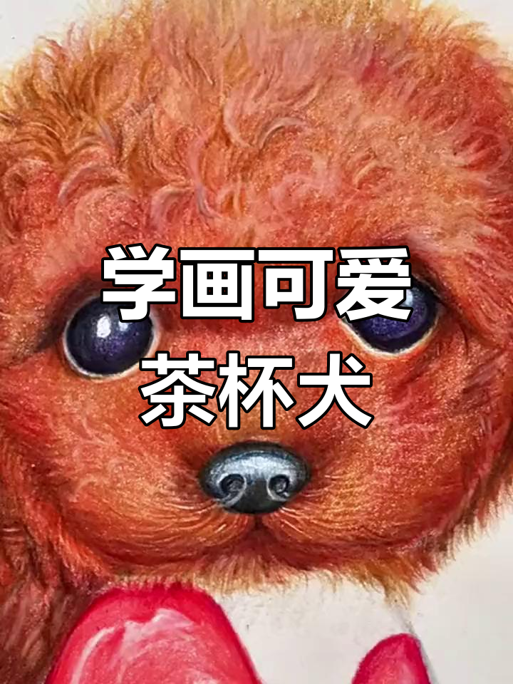 茶杯犬的彩铅画教程