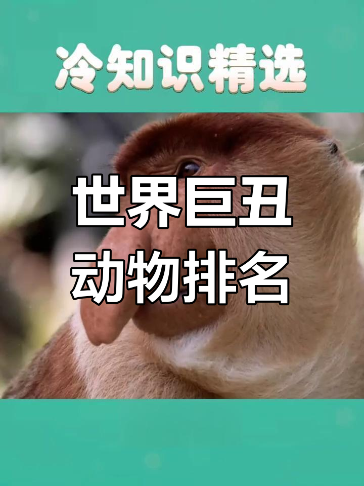 丑字代表什么动物