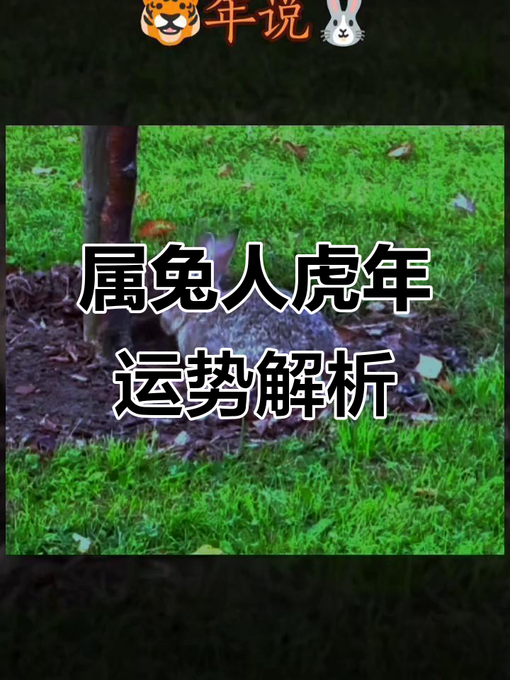 属兔虎年运势好的生肖(属兔的人虎年运气如何)