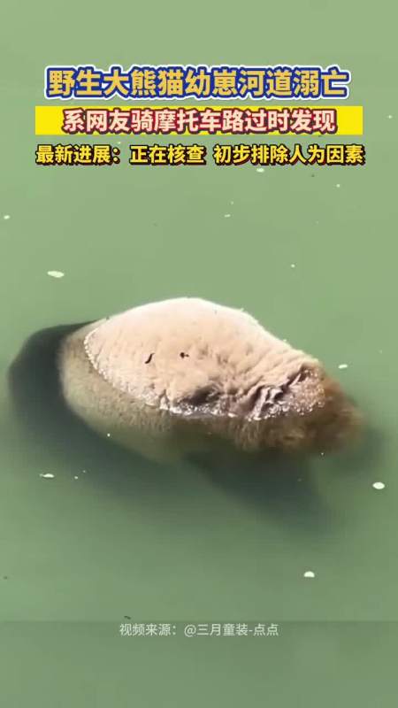 网友骑行时意外发现野生大熊猫幼崽河道溺亡最新进展没有外伤初步排除