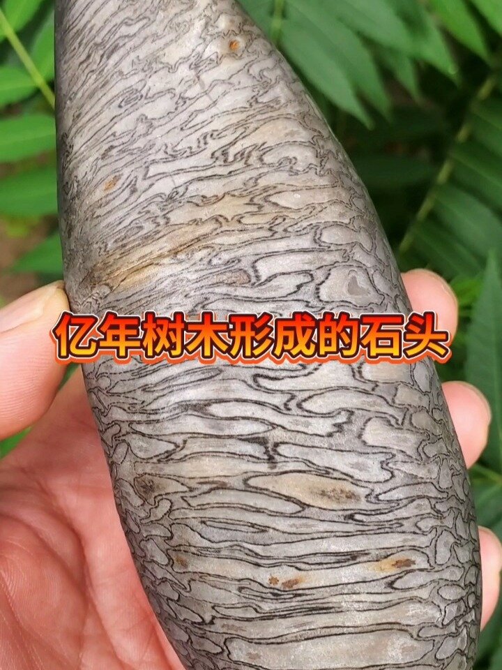 亿年树木形成奇石,天然辉木桫椤木化石!