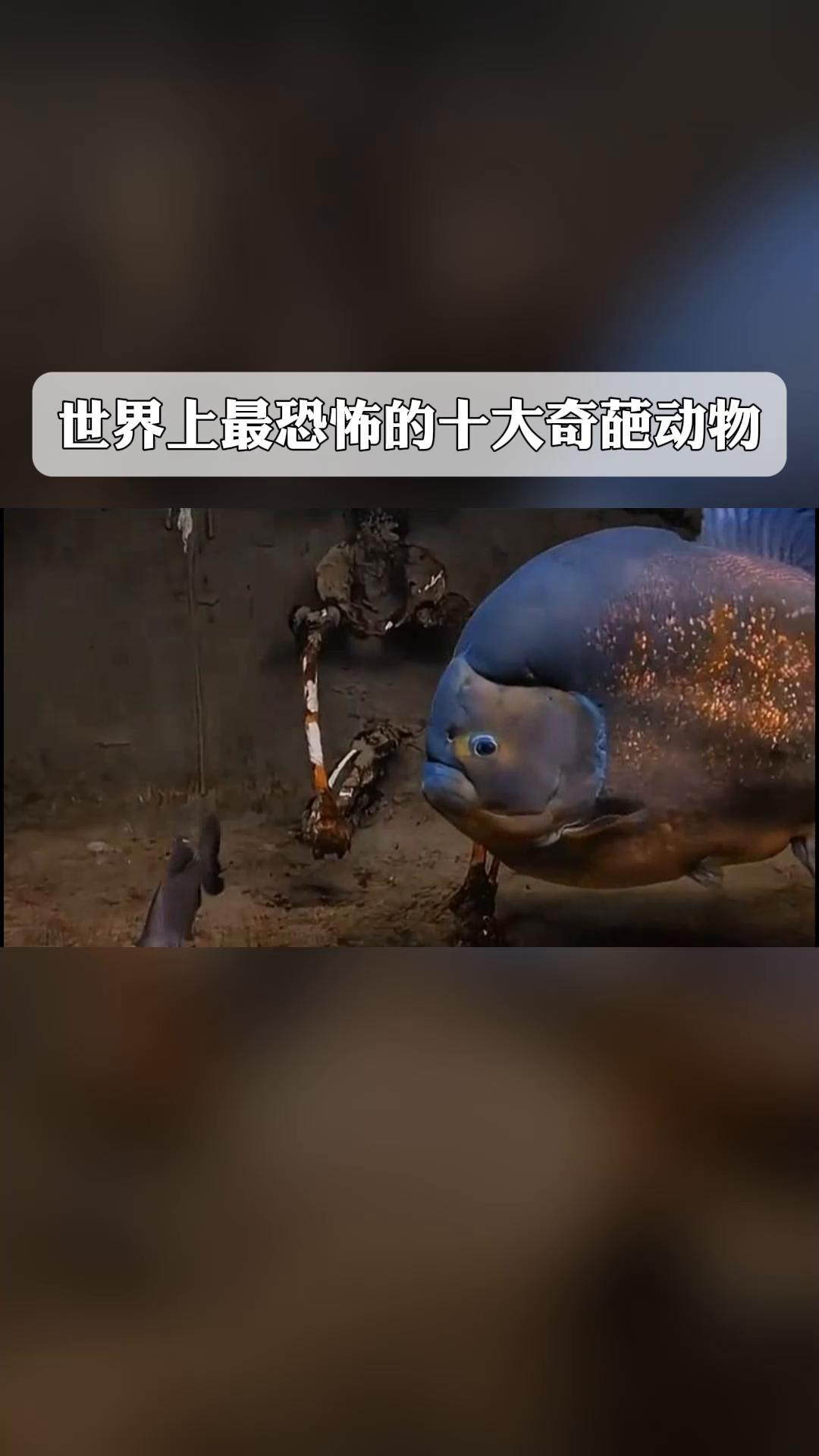 世界最可怕的10个动物