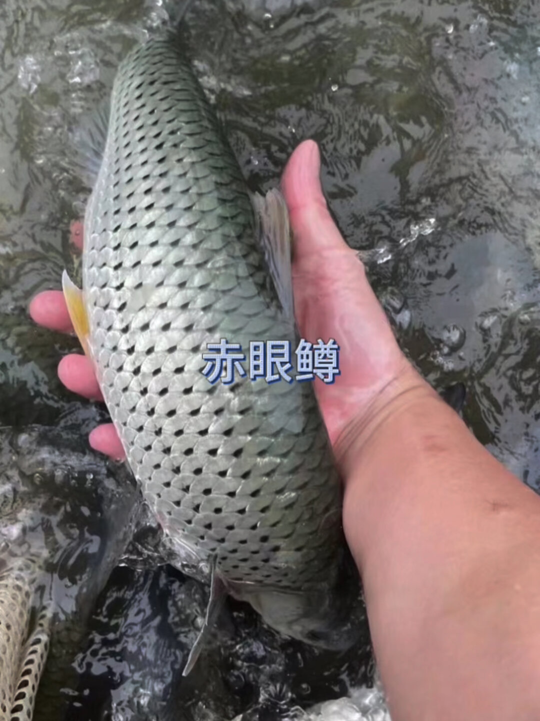 赤眼鳟鱼又叫红眼鱼,做刺身,生鱼片首选