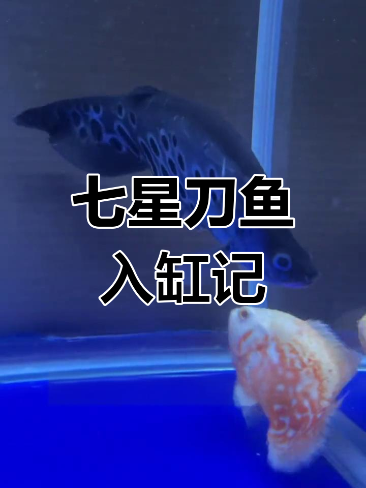七星刀鱼入缸,背鳞掉落但伤势不重