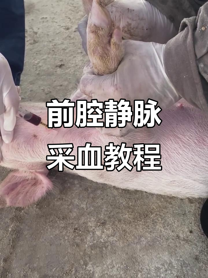 母猪前腔静脉采血技巧,轻松掌握!