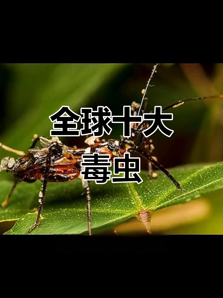 世界十大毒虫大揭秘,哪些虫子最致命?