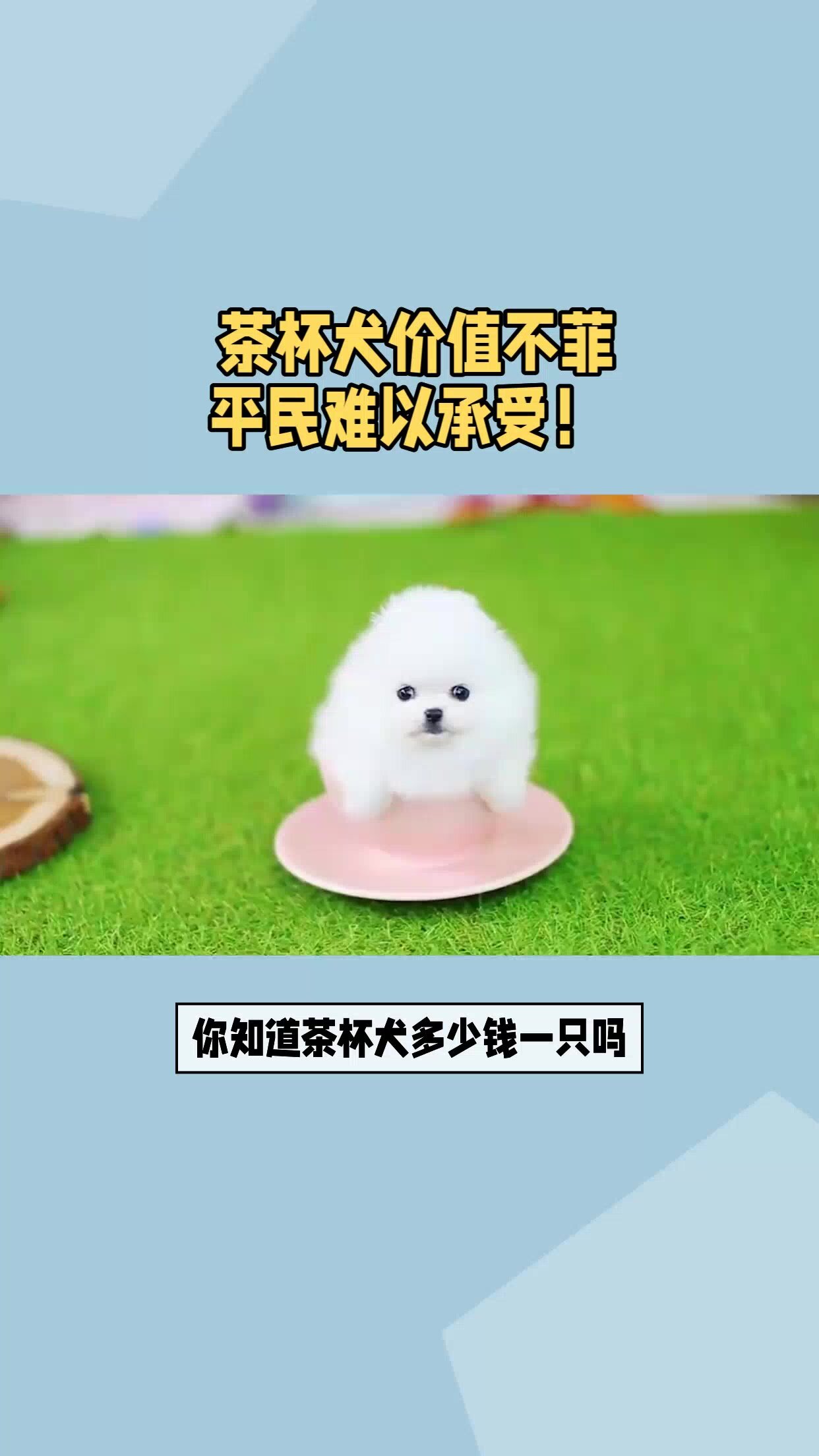 茶杯犬价格多少钱一只