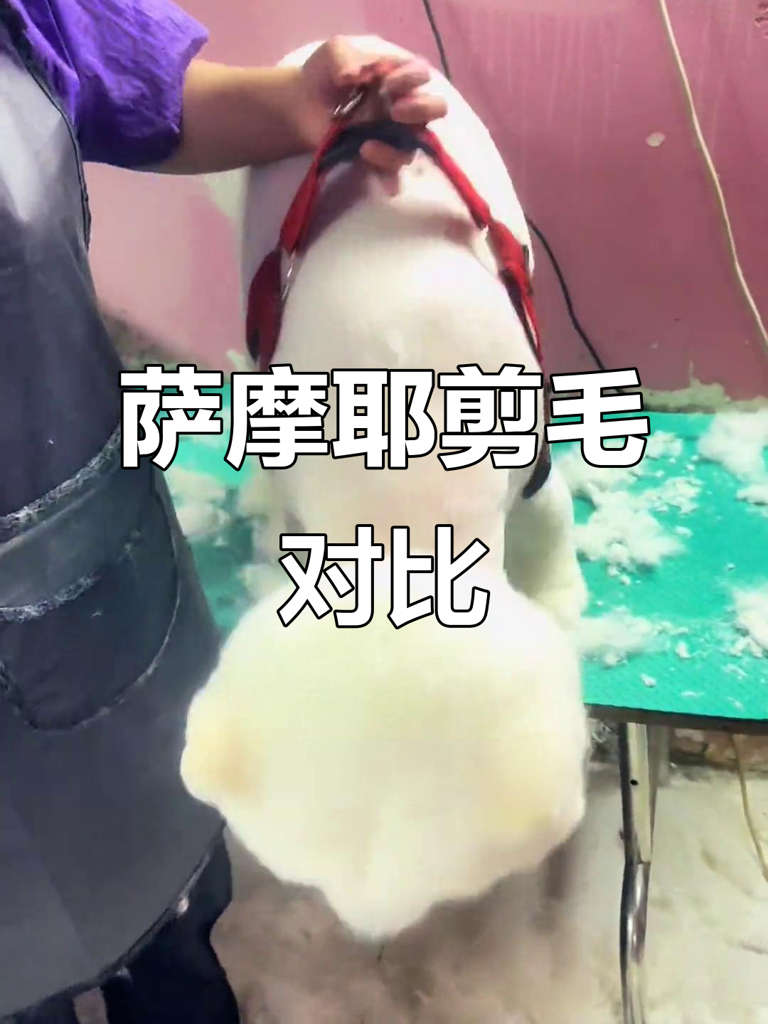 萨摩耶剪毛前后大变样,萌态十足让人爱不释手