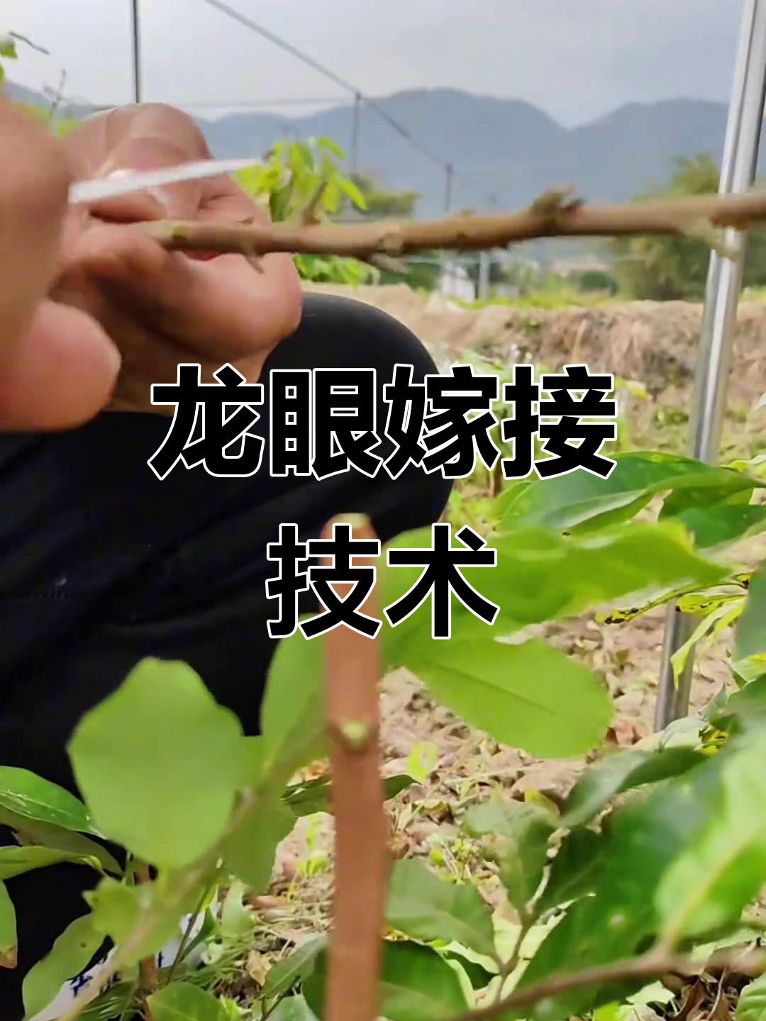 龙眼嫁接技巧大揭秘,如何提高成活率