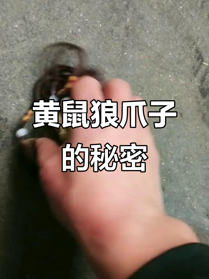 兄弟们看看,这是黄鼠狼爪子?品相超好!