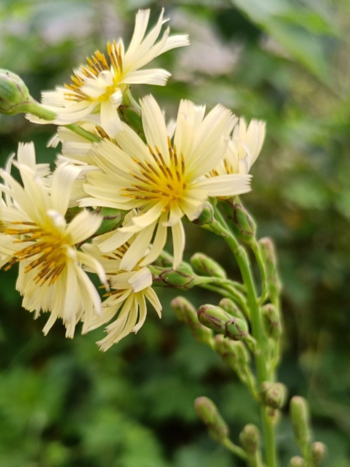 蒲公英妈妈准备了降落伞把它送给自己的娃娃只要有风轻轻吹过孩子