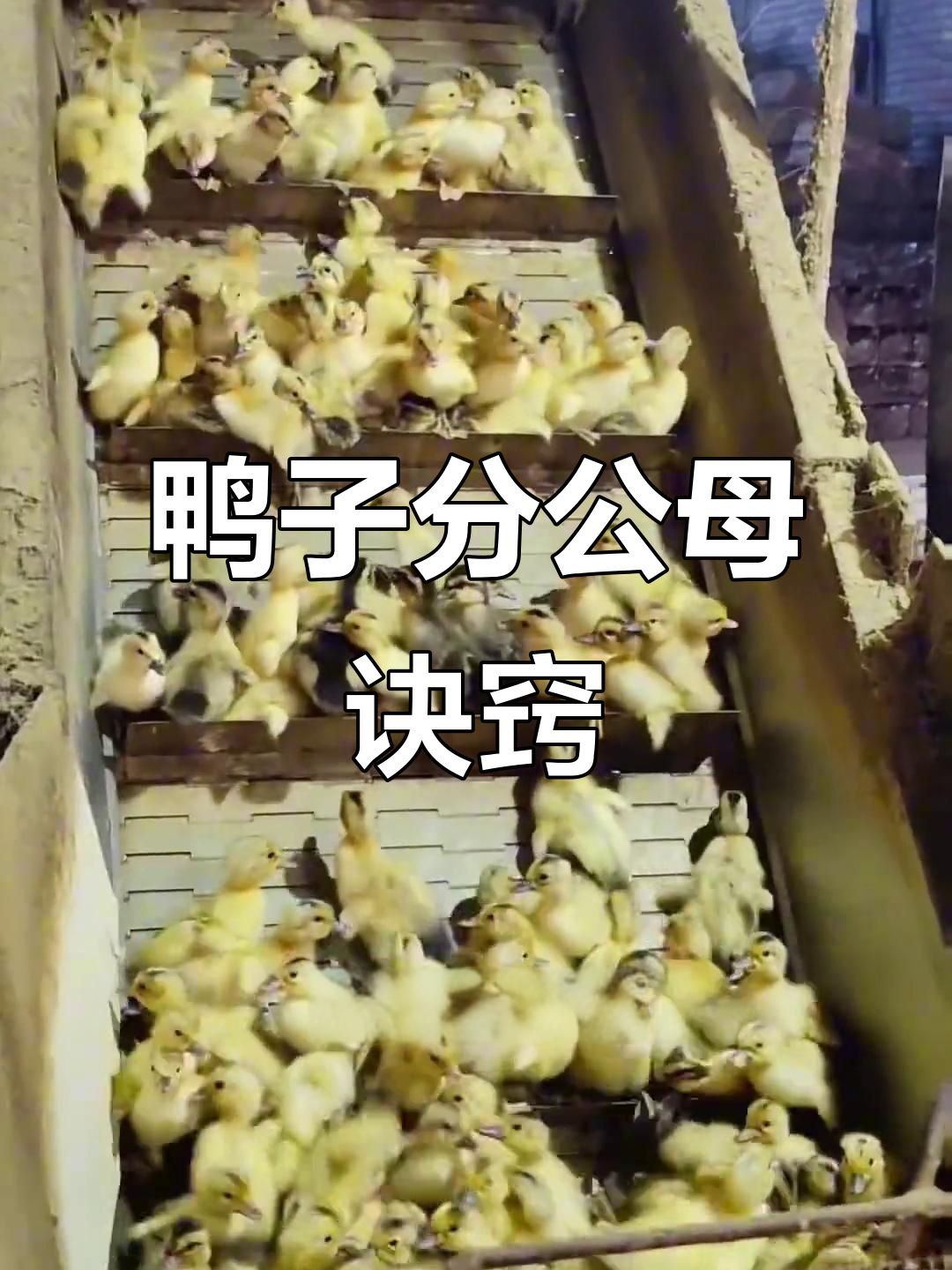 小鸭公母分辨技巧,一看就懂