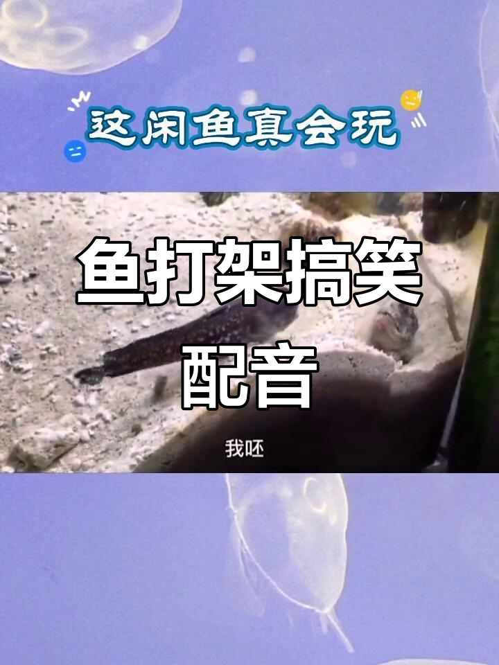 鱼为什么打架