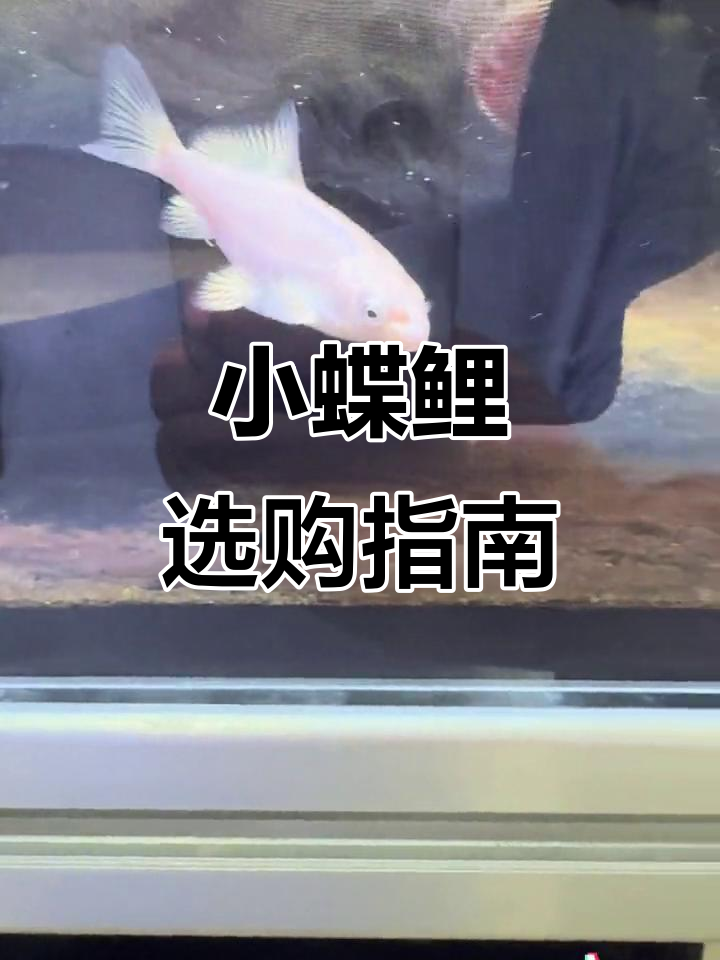 蝴蝶鲤小苗现可挑选,尺寸适中,选前请考虑是否已养过