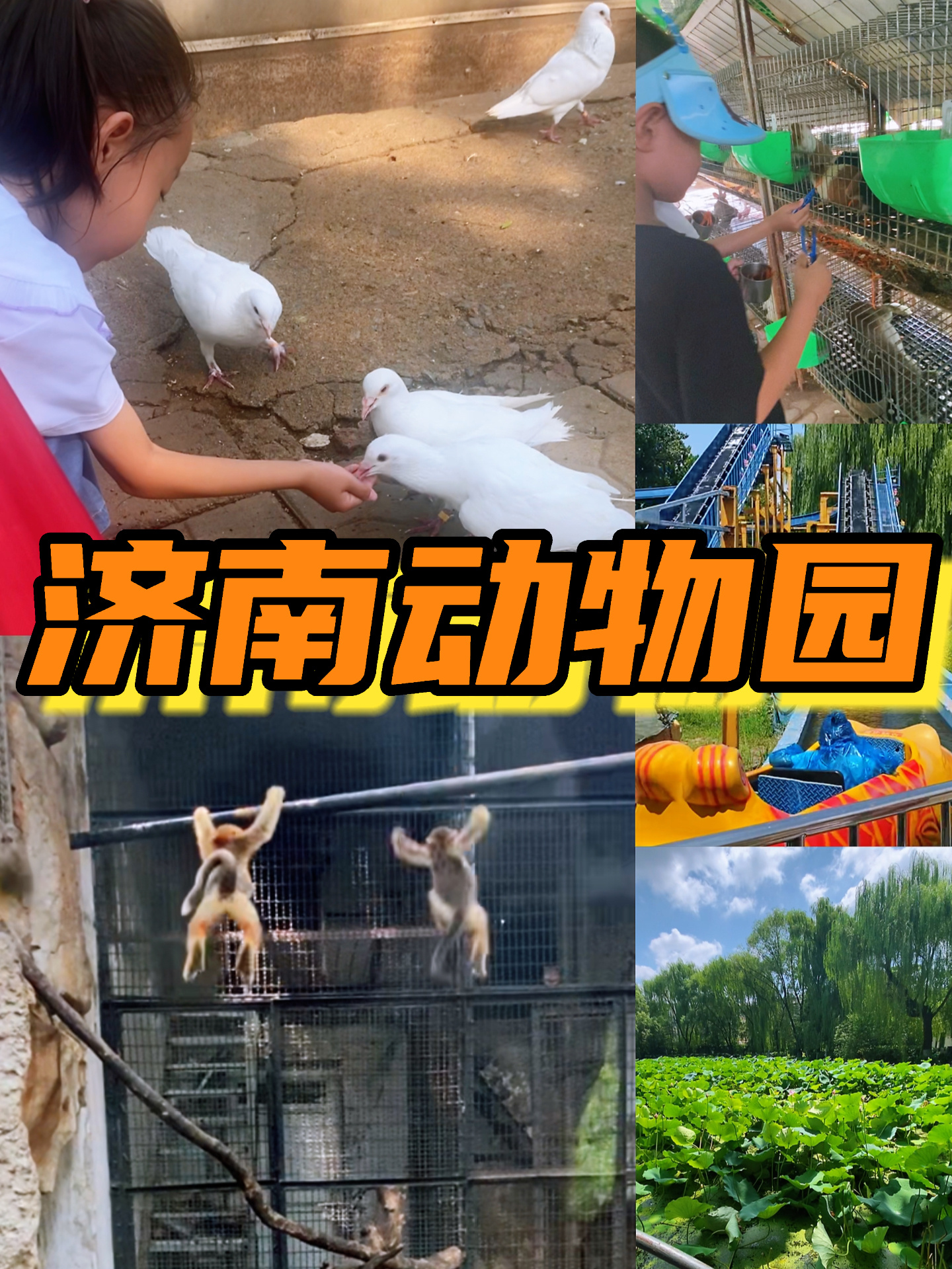 济南动物园 室外遛娃周末亲子一日游