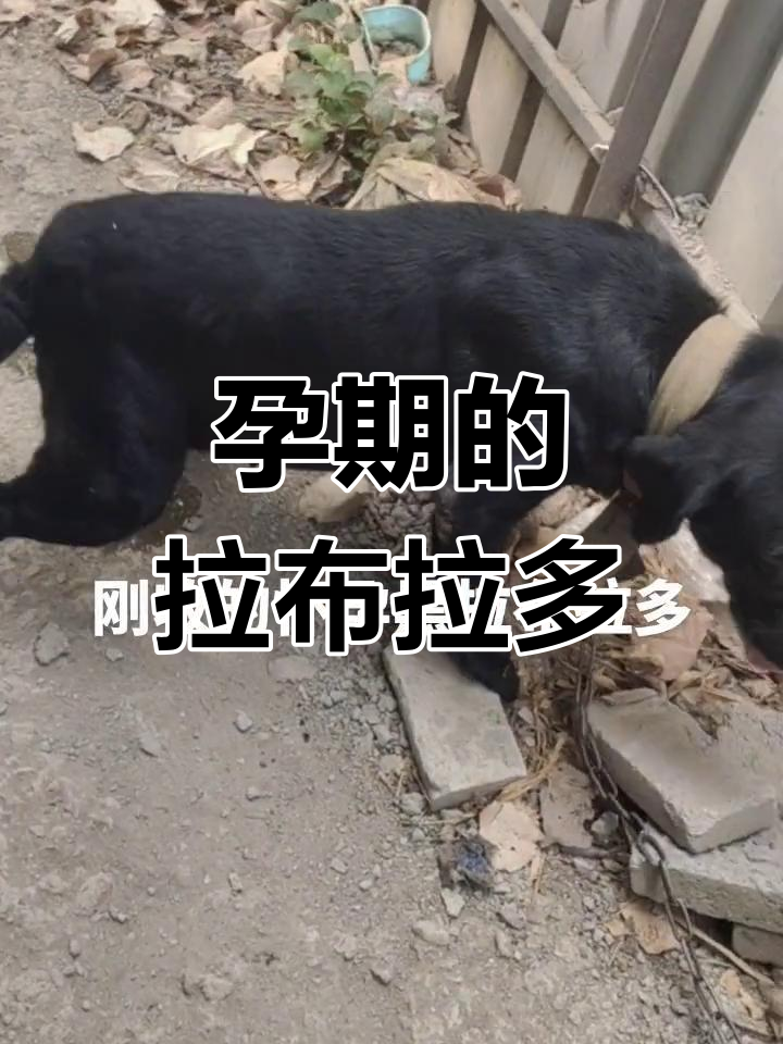 拉布拉多怀孕大肚子