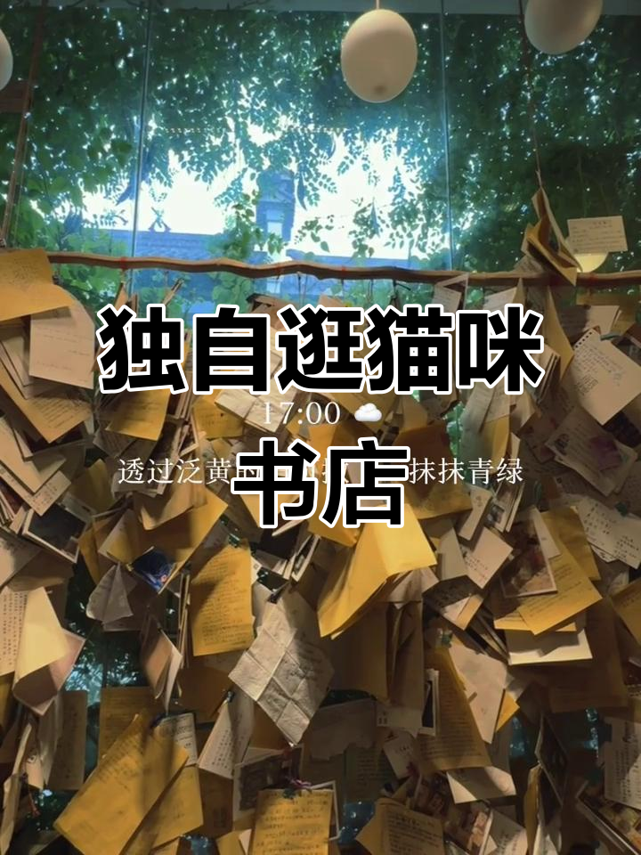 南京独处时光:一个人逛猫咪书店,享受宁静午后