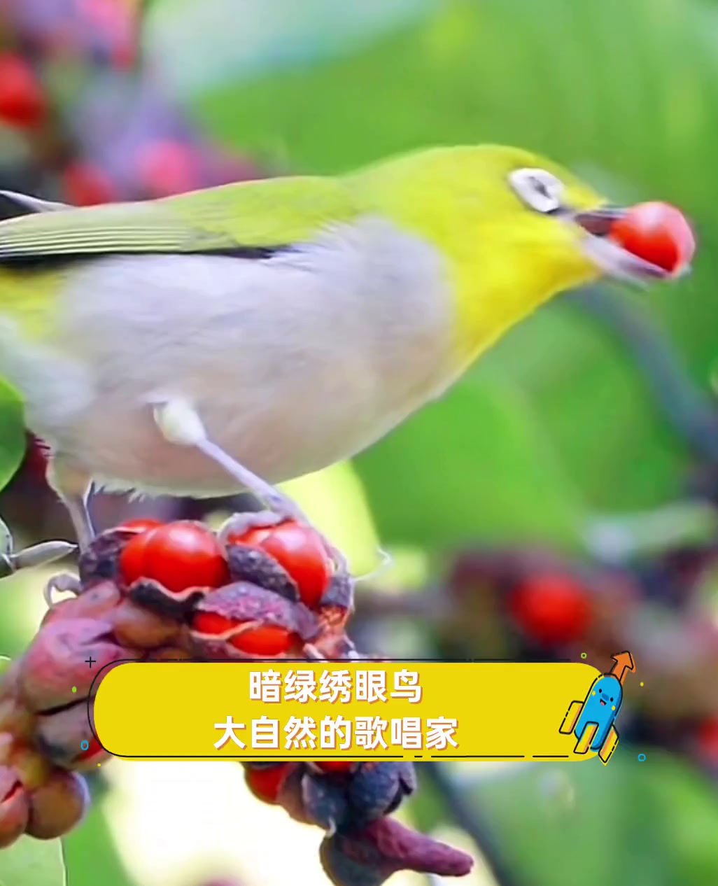 暗绿绣眼鸟,大自然的歌唱家