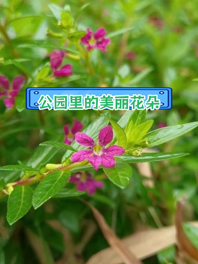 18种常见公园花卉,你能认出几种?