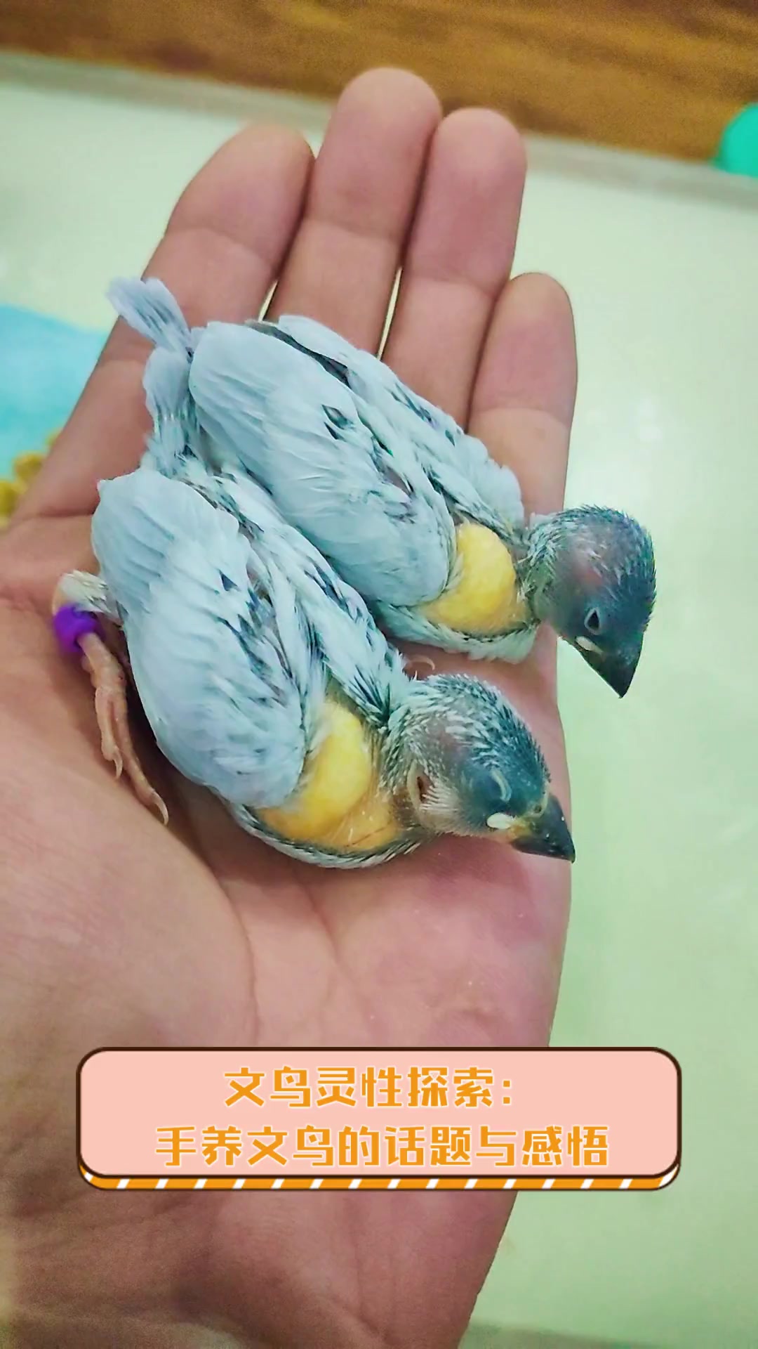 文鸟灵性探索:手养文鸟的话题与感悟