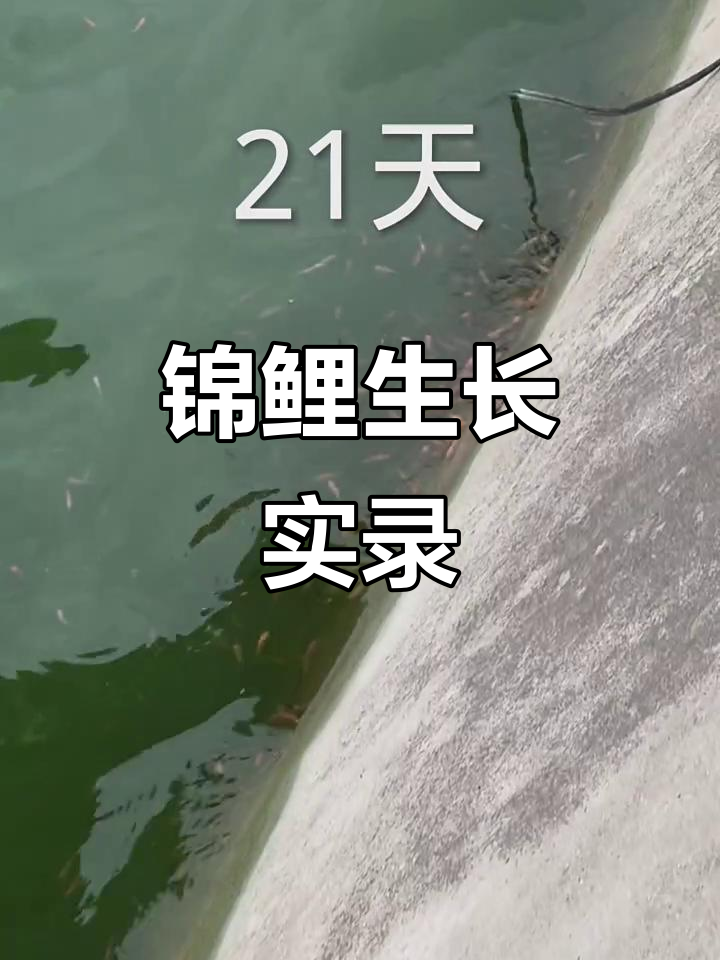 锦鲤成长全纪录:从弱小到游动有力,20天见证奇迹