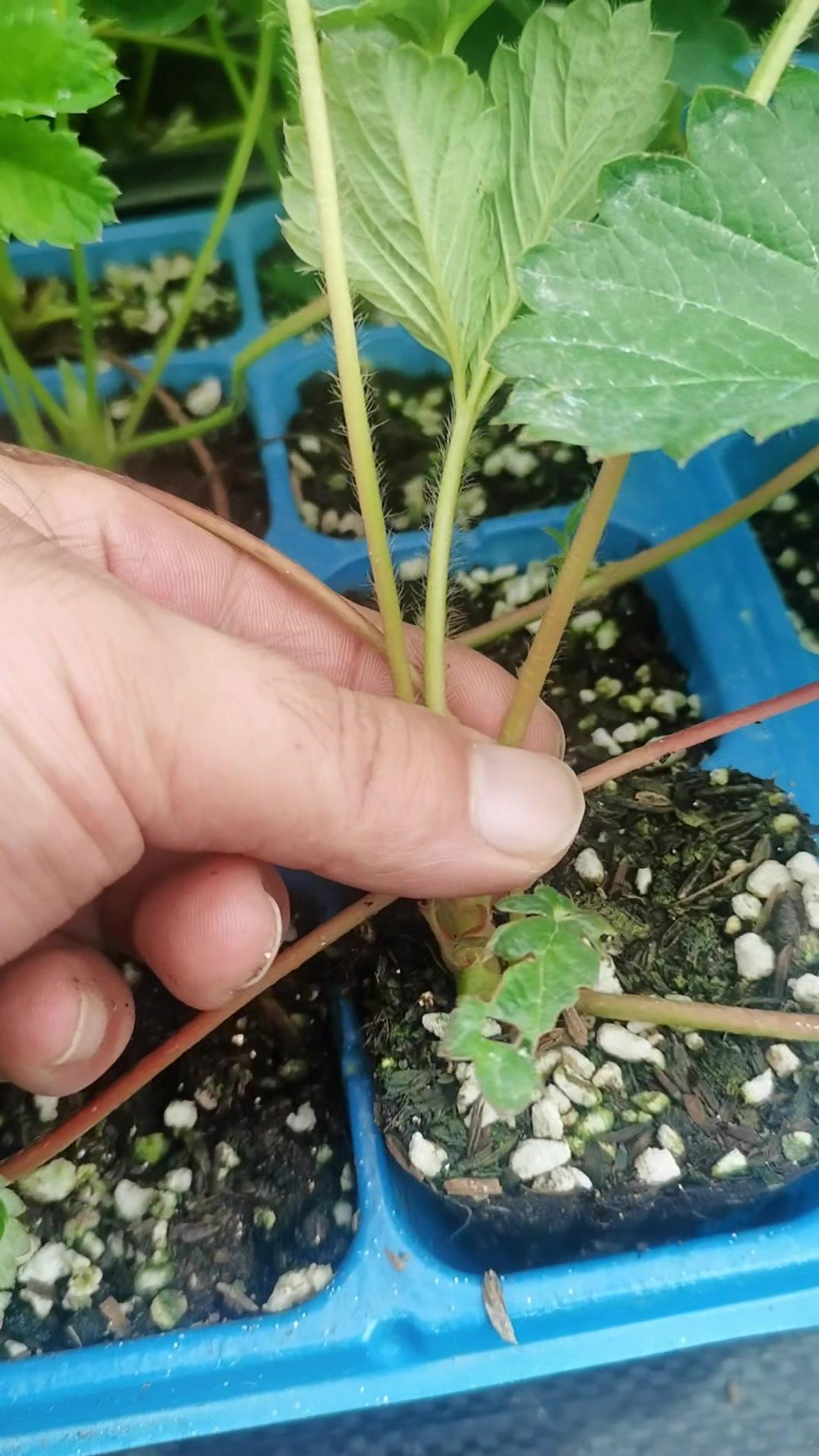 草莓苗穴盘苗 嫁接技术 种植小技巧