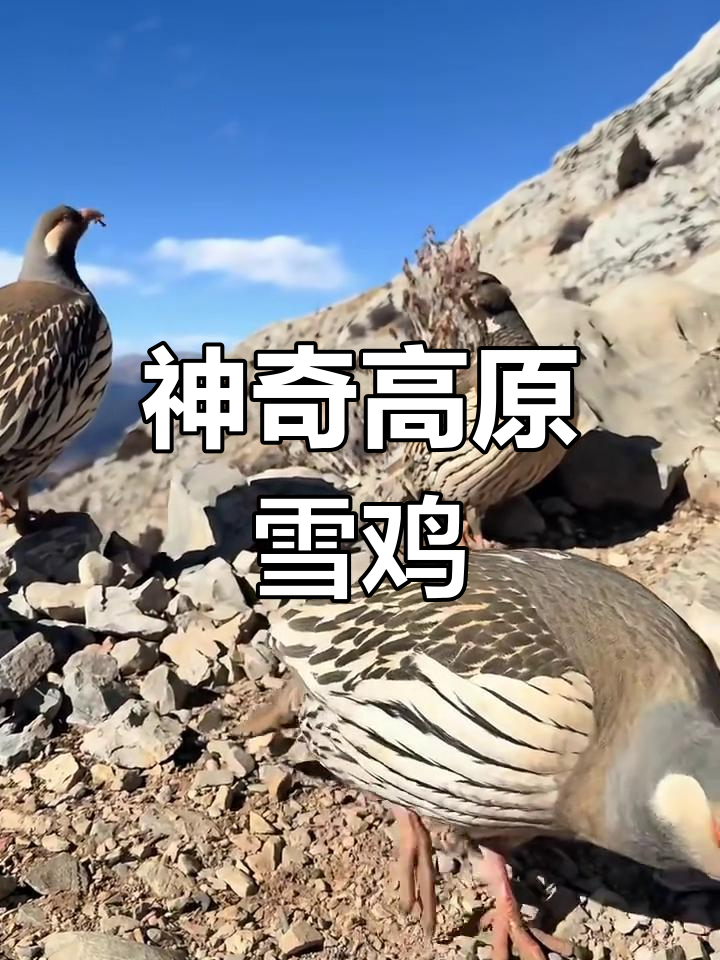 高原雪鸡惊艳登场,美丽如画