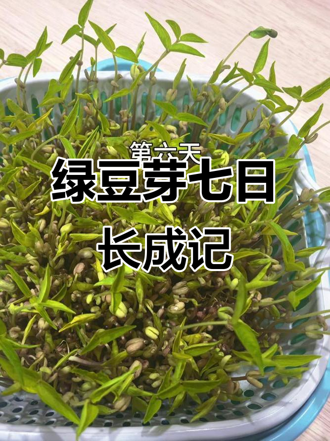 绿豆芽七天成长全纪录,从种子到豆苗的蜕变