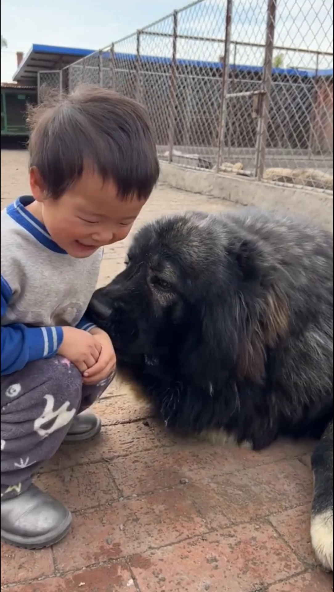 大型猛犬高加索
