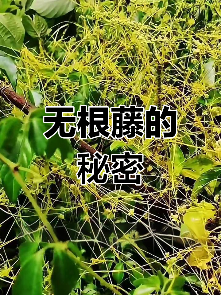兔丝子:无根寄生植物,靠豆科菊科生存