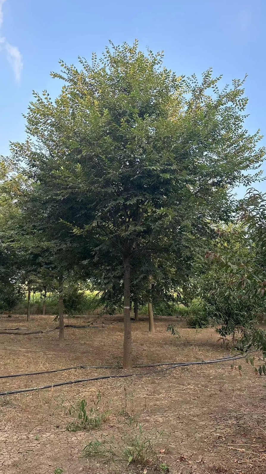 15公分榉树.自己种植欢迎考察