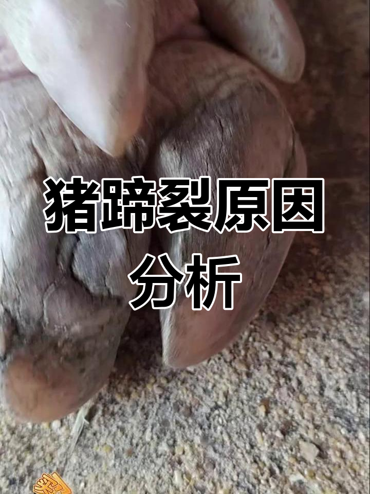 猪蹄裂与肢蹄病解析:微量元素缺乏是元凶