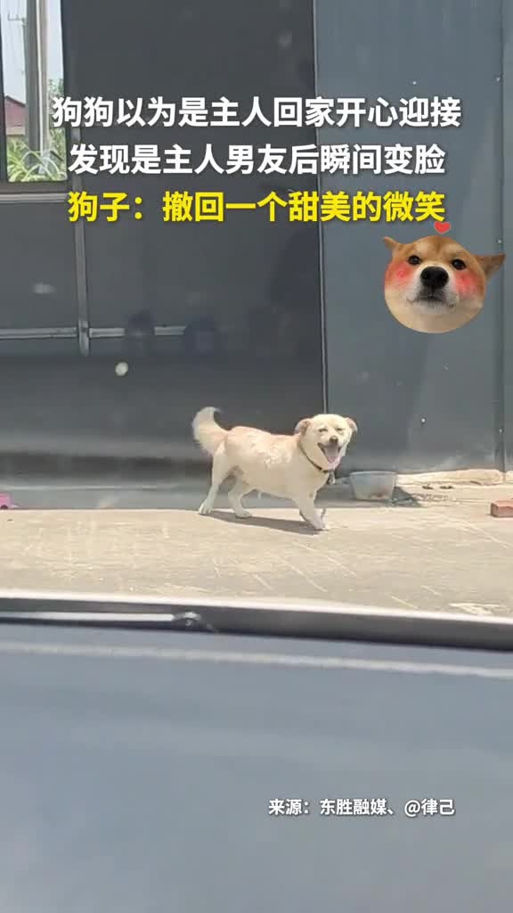 狗狗以为是主人回家开心迎接