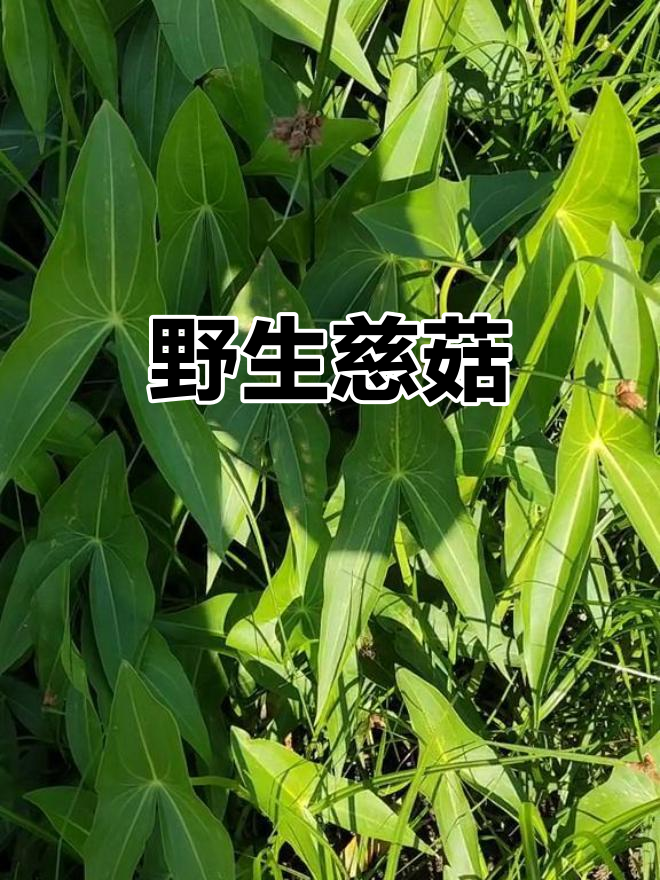 野慈姑:泽泻科草本植物,多年生水生花卉
