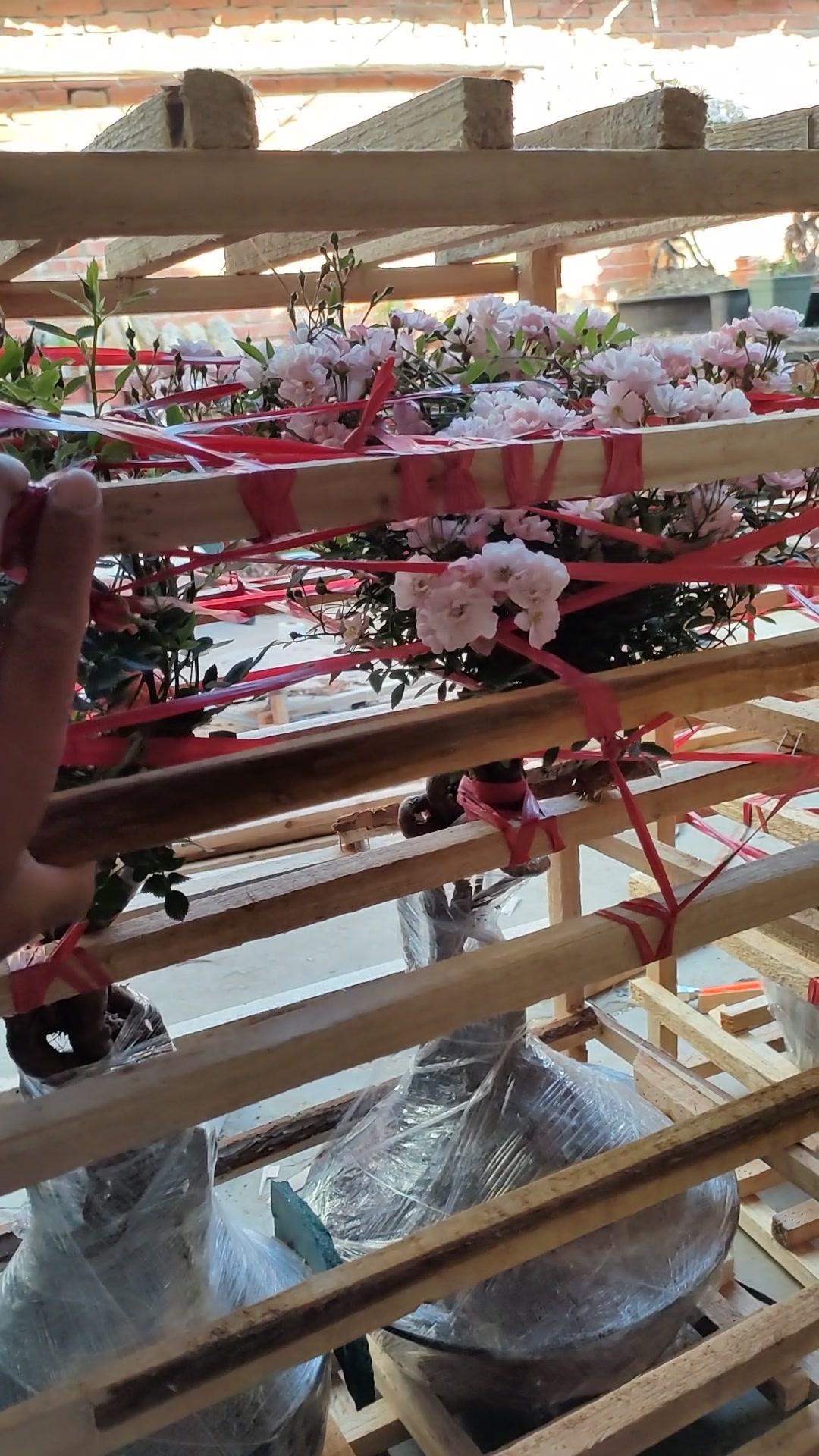 月季盆景打木架发货,一盆就要3小时,发过这么多次,每次都是完好无损