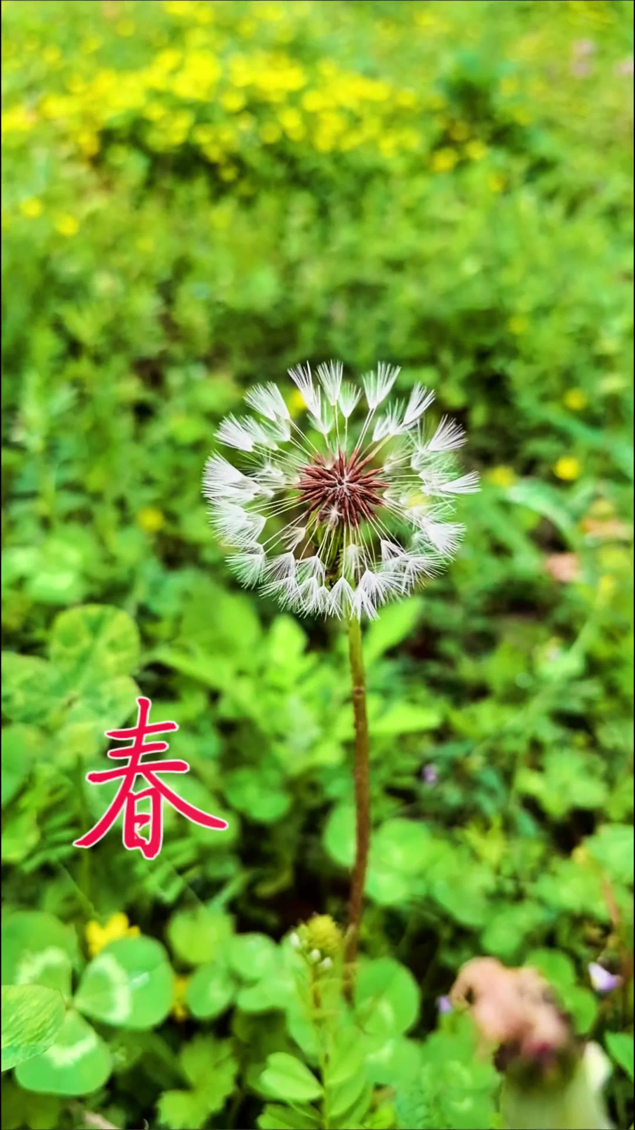 春生万物,花草萌发,生机盎然 捕捉身边的花草 一花一草一世界 每种