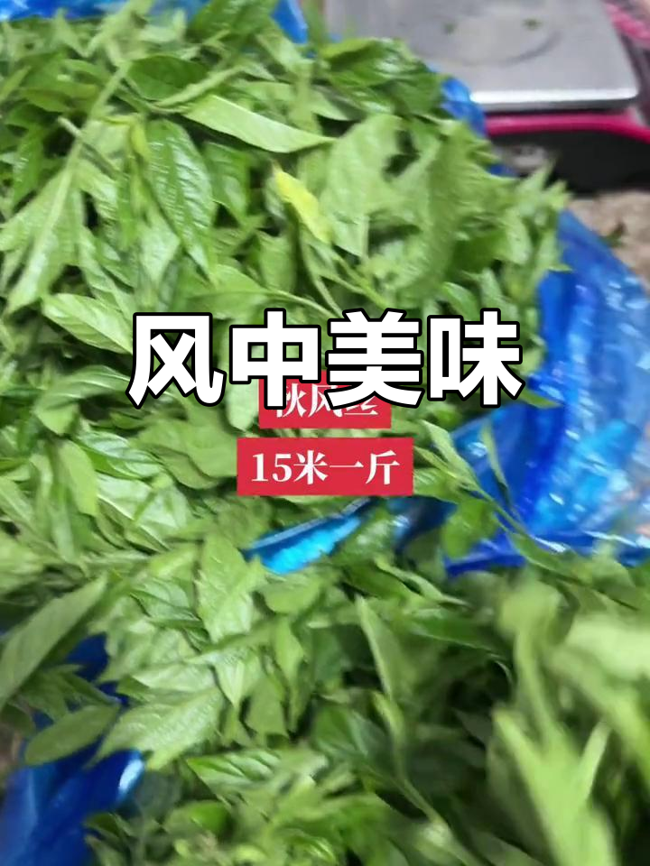 秋风丝,初采微苦,嫩滑如梦,难以言喻的美味