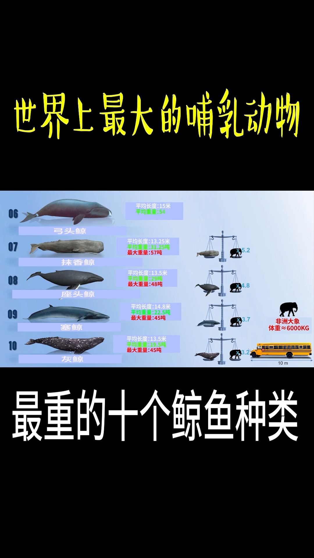 鲸鱼的种类大全及名称图片