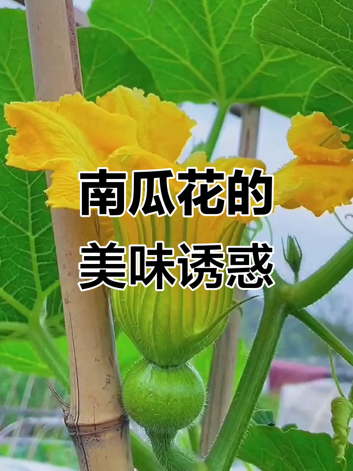 南瓜花炒蛋,清新美味,绝对让你停不下来!