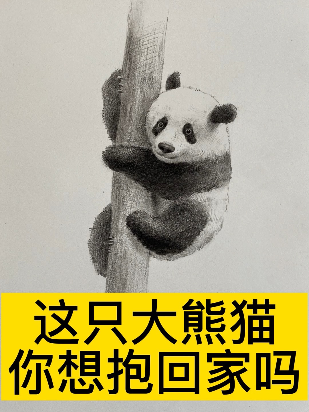 零基础素描:一只大熊猫