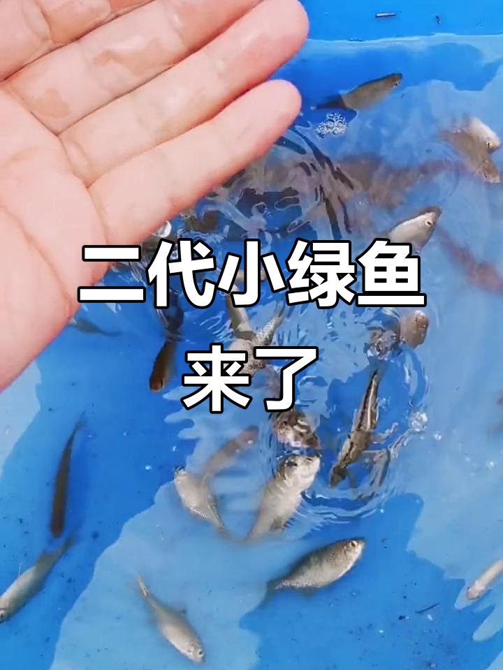 小绿鱼二代鲈鱼苗,大小不一超可爱