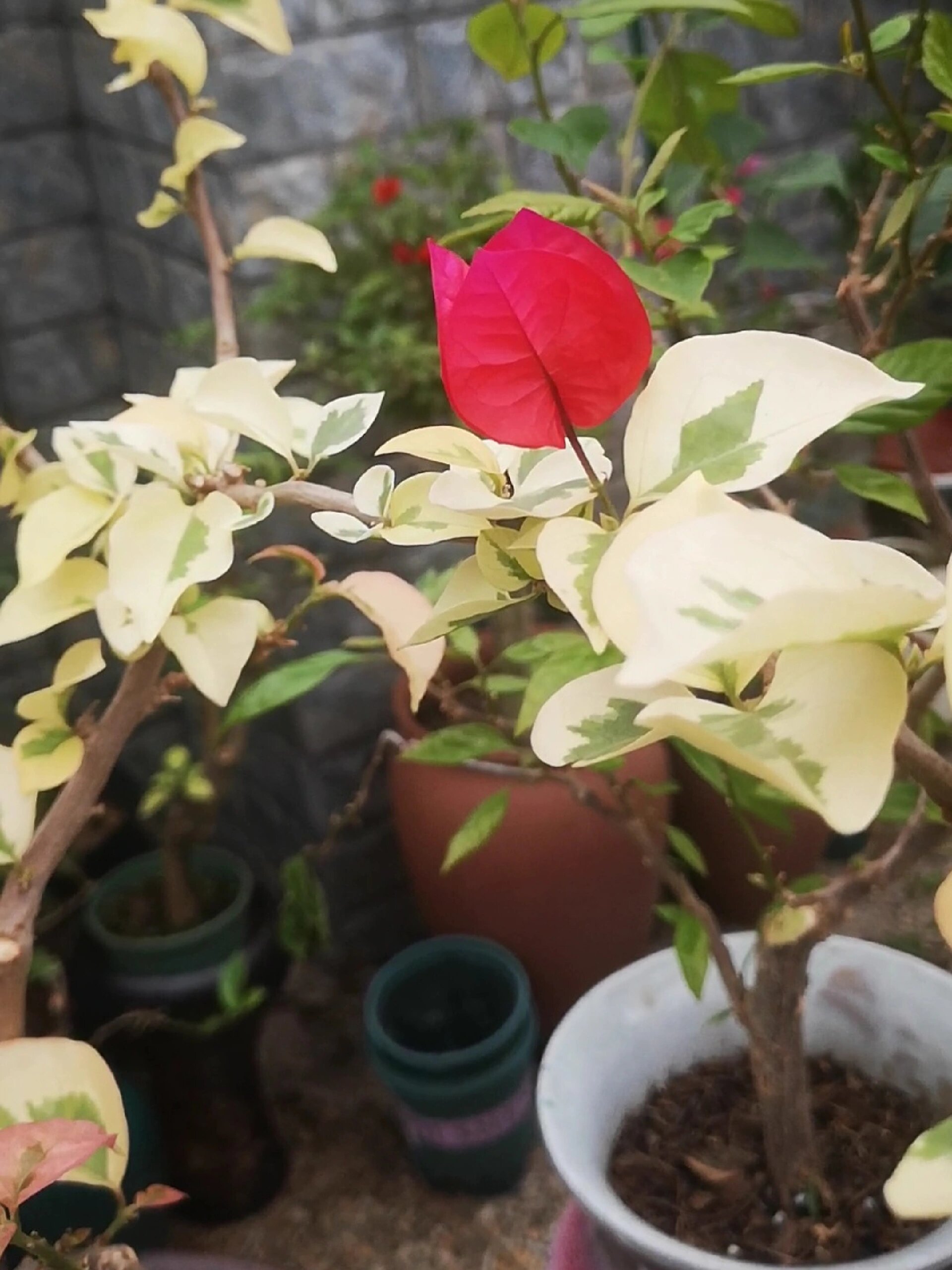 拉菲泰三角梅