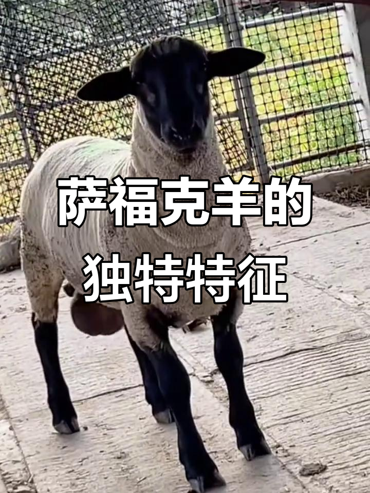 萨福克羊:全身松皮,脑袋大脖子粗,适合全国各地饲养