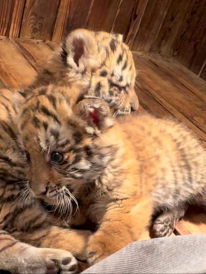 蠢萌小鼻嘎,展现东北虎宝宝的反差萌