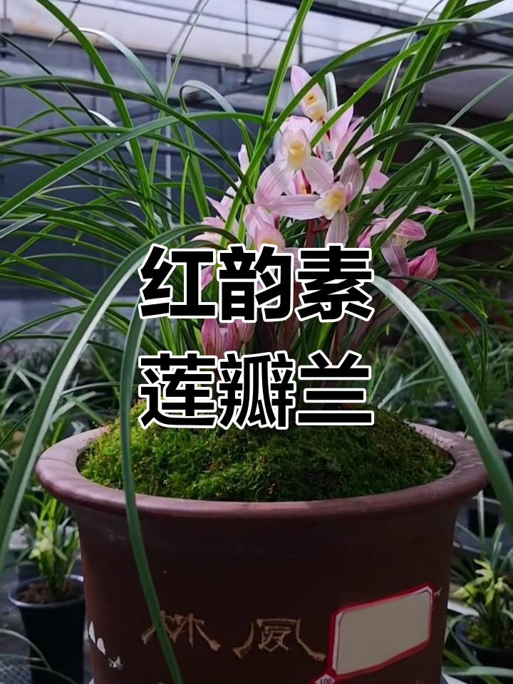 莲瓣兰《红韵素》的魅力与独特之处