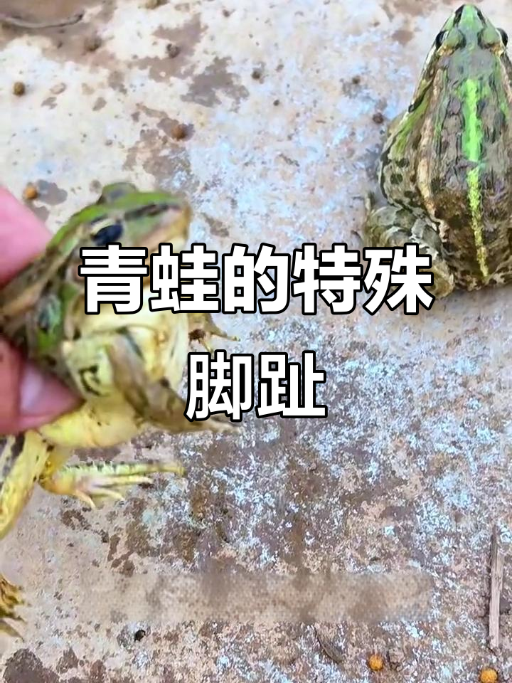 青蛙脚趾头竟然有四个,后脚五个!