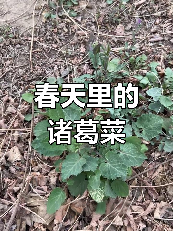 诸葛菜:苦中带鲜,公园采摘的独特美味