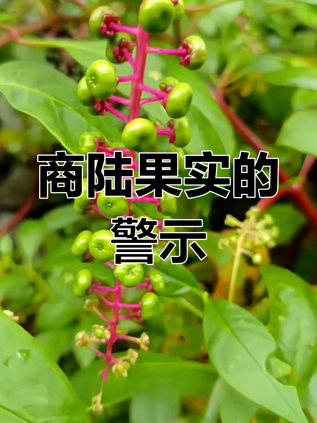 垂序商陆果实美丽却有毒,切勿误食!