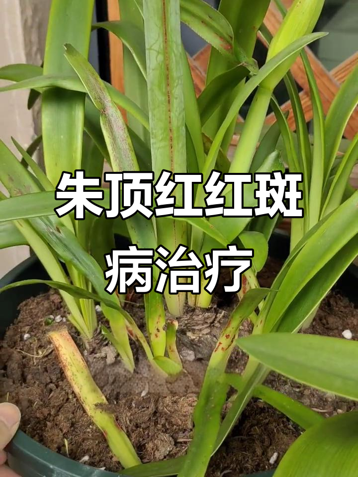 朱顶红红斑病防治技巧,轻松搞定不担心