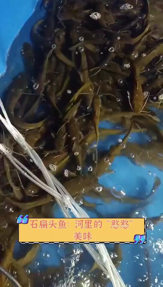 石扁头鱼:河里的"憨憨"美味